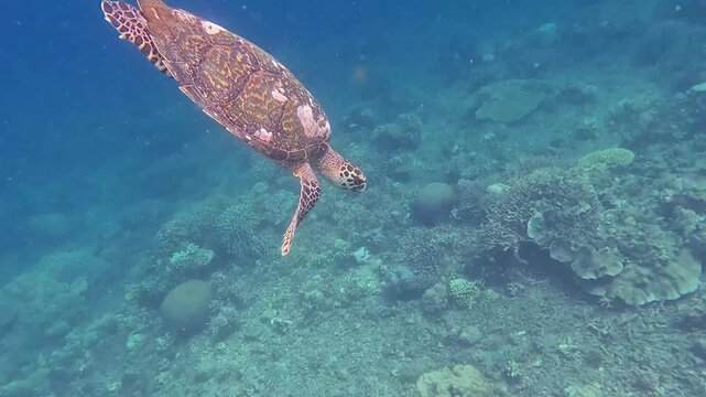 Tracking shot of a critically endangered hawksbill sea turtle (Eretmochelys imbricata) rapidly diving into deeper blue water towards the seabed, rare wildlife sighting. Dauin, Philippines
