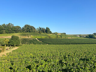 Naklejka premium Lush Green Vineyards Under Clear Blue Sky in Saint-Emilion France
