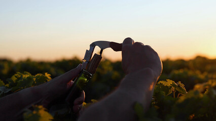 Naklejka premium Hands Opening a Wine Bottle with a Corkscrew in a Vineyard at Sunset
