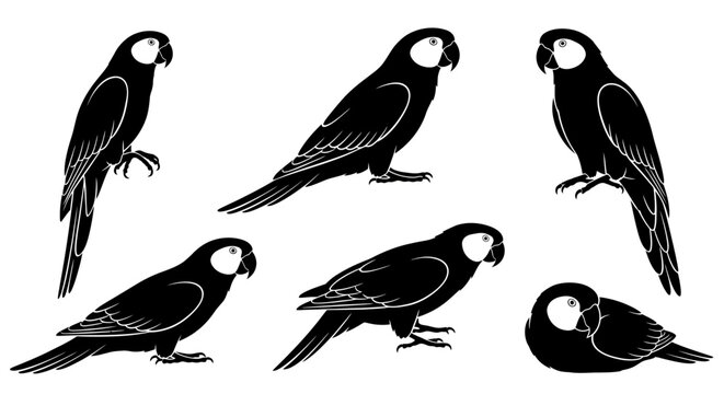 Set of black macaw parrot silhouettes in various poses ? vector art