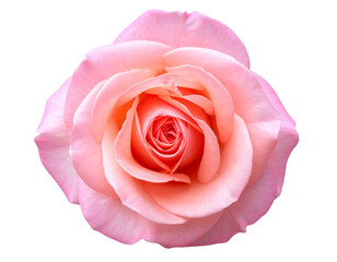Fototapeta premium A beautiful macro closeup of a single pink rose blossom isolated on white, featuring delicate petals that symbolize love, romance, and nature's floral beauty for a perfect wedding or Valentine gift