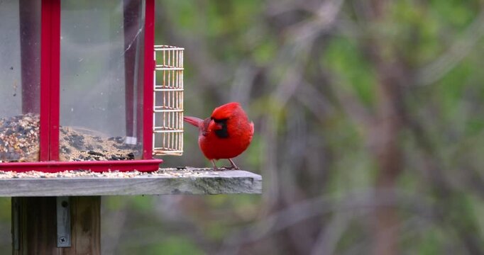 Male northern cardinal eating seeds at a backyard bird feeder