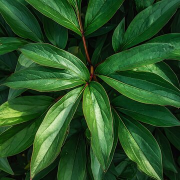 A close-up view of a plant with vibrant green leaves