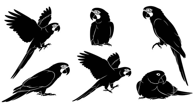 Set of Macaw Parrot Silhouettes in Various Poses ? Wildlife Vector
