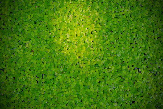 Green duckweed on the water surface texture background. Duckweed background.