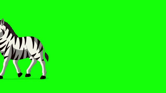Cartoon Zebra on Green Screen Background 2D animation HD