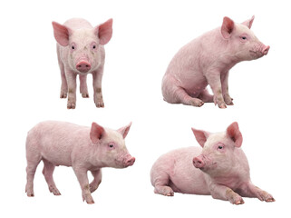 Four endearing little pink piglets captured in playful and inquisitive poses on a clear transparent background. © Steven