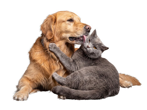 Golden Retriever dog affectionately grooming a grey cat, a sweet moment of interspecies companionship and care.