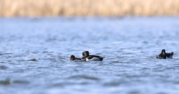 Pair of tufted ducks swimming on a lake