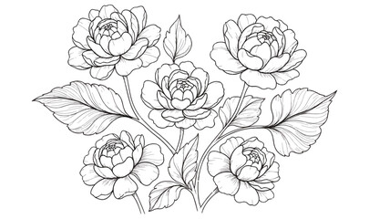 Fototapeta premium Premium Hand-Drawn Floral Line Art - Detailed Jasmine Blossom Sketch, Minimalist Botanical Illustration for Wedding Invitations, Coloring Pages Organic Branding