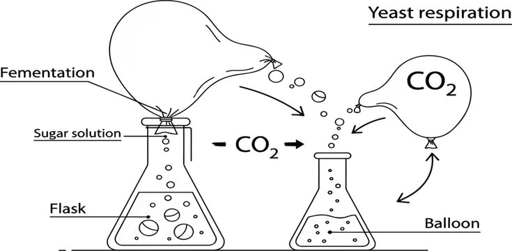 Yeast Respiration Experiment Diagram Showing Fermentation Process, Carbon Dioxide Production with Balloon Setup for Biology Education, Science Lab and Learning Illustration