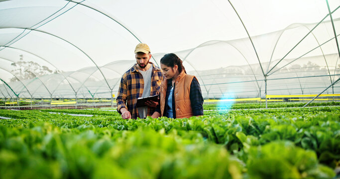 Growth, discussion or people on farm with clipboard for check list, sustainability or harvest. Agriculture, greenhouse and farmer team with agro business for quality control, healthy crops or produce