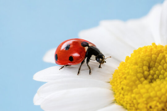 Extreme macro close-up of a vibrant red ladybug with black spots resting on the white petal of a fresh daisy