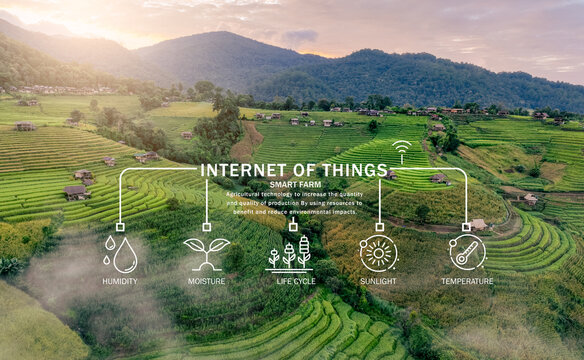 Smart agriculture with modern technology for sustainable practices. Rice farm. Smart farming concept. Sustainable agriculture. Precision agriculture. IoT and sensor technology for smart farming.