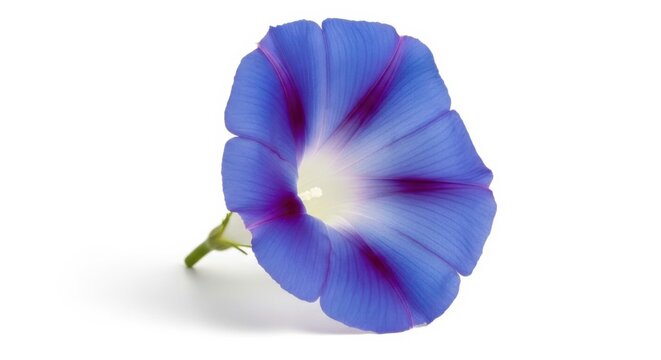 Blue Morning Glory Flower Isolated on White Background
