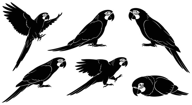Macaw Parrot Silhouette Set in Various Poses ? Wildlife Graphic Design