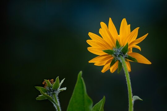 Arnica Balsamroot flowers macro close up. Oregon. USA