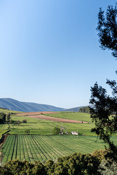 Vertical photo of  green fields and blue sky .Rural landscape int the countryside.