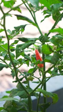 Unripe Red chili peppers (Capsicum frutescens) growing on a healthy plant in a black polybag