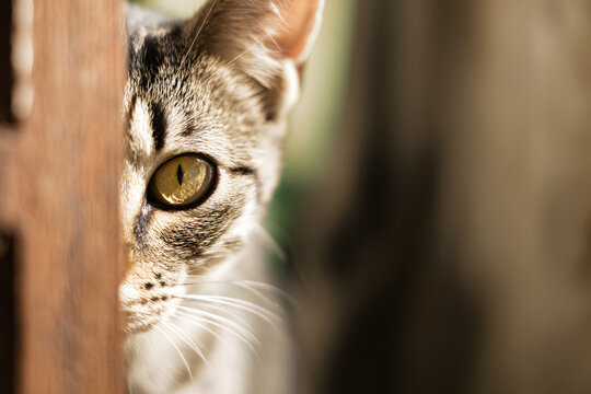猫がドアの隙間から覗く片目クローズアップの好奇心あふれる表情とコピースペース