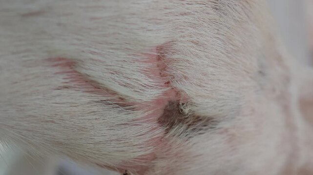 The dog has a wound on its leg.