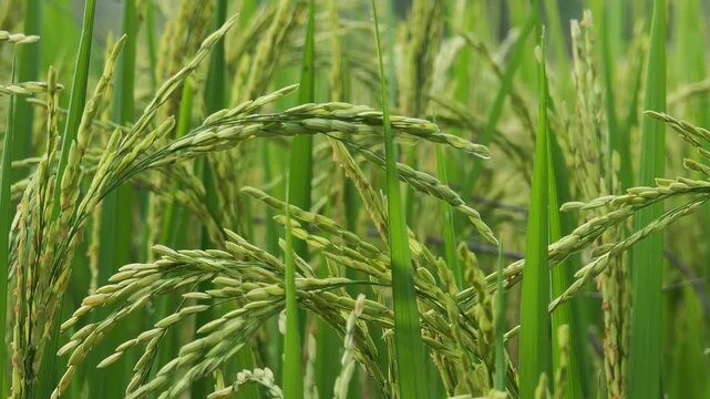 Rice stalks in the middle of the rice field.