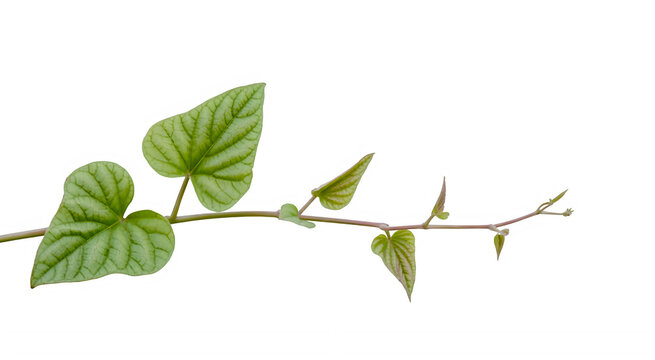 green vine leaf isolated on transparent background
