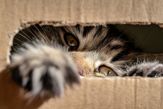 Cat peeking through a cardboard box gap, reaching paw close-up with curious playful expression
