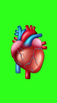 Anatomical Human Heart Beating Animation on Green Screen Vertical Background