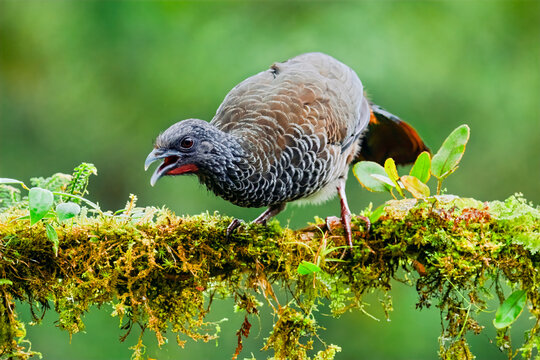 Colombian Chachalaca Perched on Mossy Branch in Lush Green Forest Habitat
