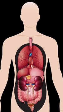 Anatomical Human Heart Beating and Blood Flow Diagram Animation