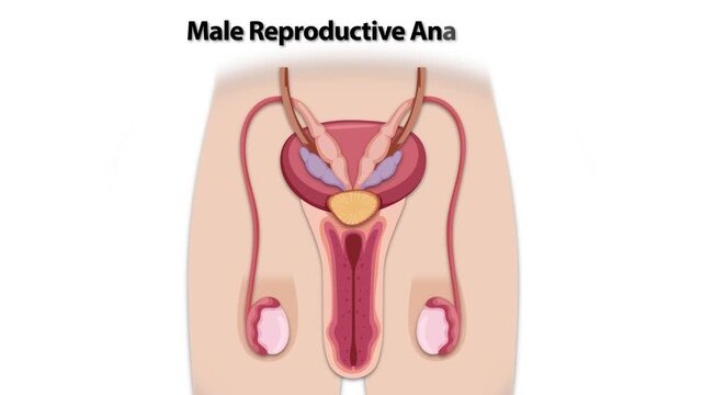 Detailed Medical Illustration of the Male Reproductive System Anatomy with Labels