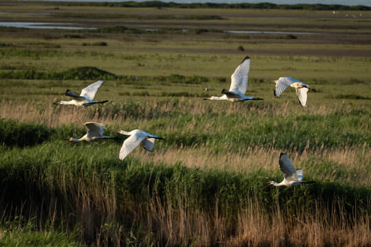 Group of Eurasian spoonbills (Platalea leucorodia) in flight above green marshland and shallow water at a coastal wetland. The large white wading birds are recognizable by their long necks, broad