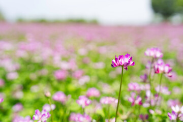Fototapeta premium 広大なレンゲ畑の背景素材