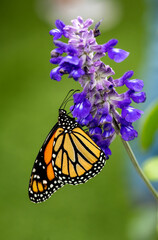 Obraz premium monarch butterfly up close on purple flowers - total stunning colors filling the frame,