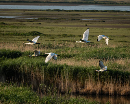 Group of Eurasian spoonbills (Platalea leucorodia) in flight above green marshland and shallow water at a coastal wetland. The large white wading birds are recognizable by their long necks, broad