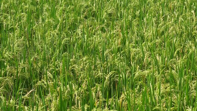 green rice panicles swaying gently against a textured, rustic grey concrete wall.