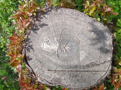 Close-up of a rotten tree stump surface with dramatic cracks and growth rings.
