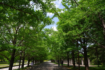 Fototapeta premium trees in the park