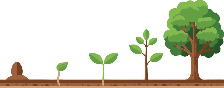 Vector graphic showing the complete life cycle and development of a tree