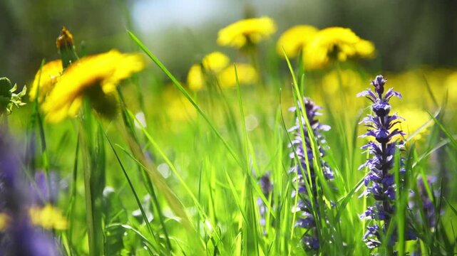 Blooming yellow dandelions and wild violet flowers with green grass in a forest at sunny day. Green trees in the blurred background. Selective focus,. Beautiful spring nature. 
