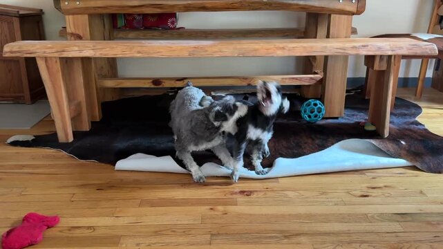 Two schnauzers playing hard on cow hide rug