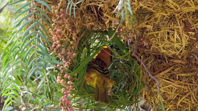 Observe a clever weaver bird meticulously building its suspended dwelling. Each strand is carefully interwoven by the golden-feathered creature, creating a cozy shelter high in the tree branches.