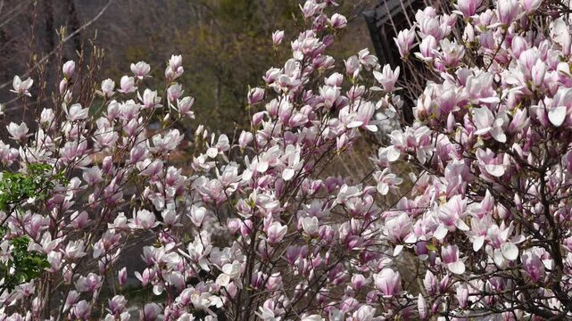 Spring magnolia trees in full bloom with pink and white flowers in Swiss village