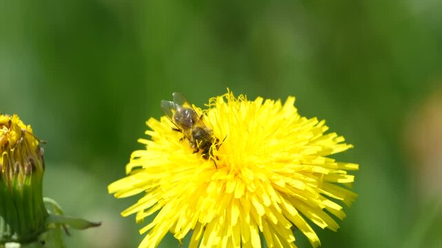 Bee collecting pollen on blooming dandelion in sunlit grassy meadow