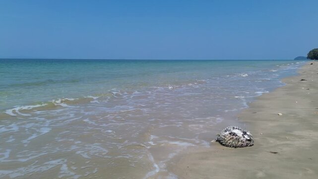 Aerial view of dead puffer fish on sandy beach during low tide on Koh Jum Thailand. Tropical coastline marine life scene with natural detail and environmental context in Southeast Asia