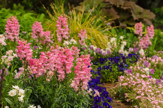 春の花壇の花々