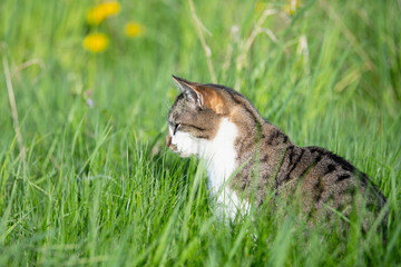 Fototapeta premium Cat is sitting in a meadow, spring and summer season, domestic kitten animal in nature, green grass and dandelion flowers 