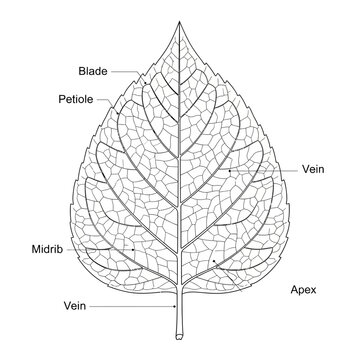 Detailed leaf anatomy, labeled diagram, botanical illustration, educational vector