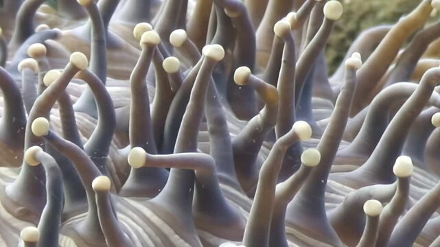 Close-up of numerous colorful sea anemone tentacles gently swaying underwater. Each tentacle features a distinct pale bulbous tip, mesmerizingly reacting to ocean currents on a bright day.